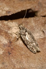 Gelechiinae