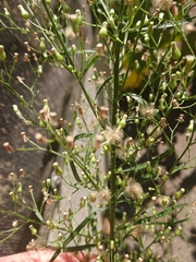 Erigeron sumatrensis
