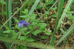 Scutellaria strigillosa