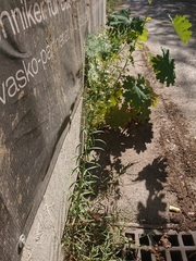 Erigeron sumatrensis