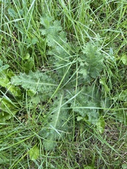 Cirsium