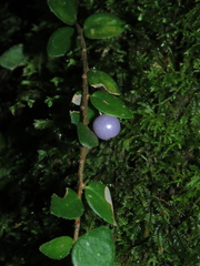 Sphyrospermum buxifolium