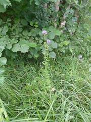 Campanula cervicaria
