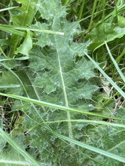Cirsium