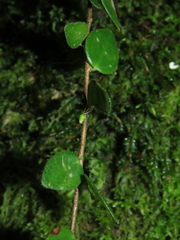 Sphyrospermum buxifolium