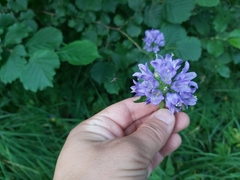 Campanula cervicaria