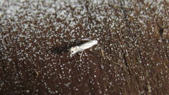 Phyllocnistis vitifoliella