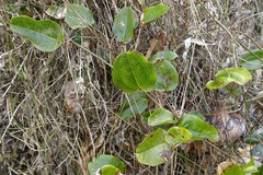 Smilax australis