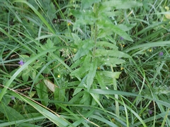 Campanula cervicaria
