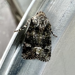 Lacinipolia olivacea