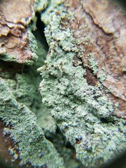 Lepraria harrisiana