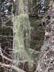 Usnea dasopoga
