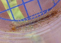 Lithobius melanops