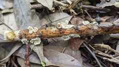 Basidiomycota