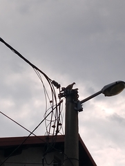 Streptopelia decaocto