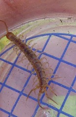 Lithobius melanops