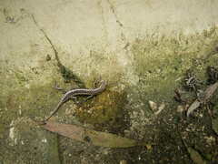Cryptoblepharus