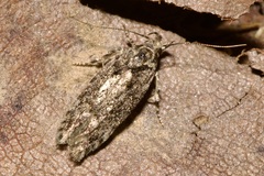 Gelechiinae