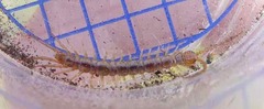 Lithobius melanops