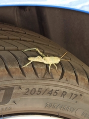 Anacridium aegyptium