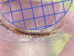 Lithobius melanops