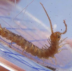 Lithobius melanops