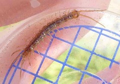 Lithobius melanops