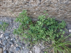 Polycarpon tetraphyllum