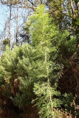 Polyscias sambucifolia