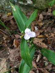 Tradescantia subaspera