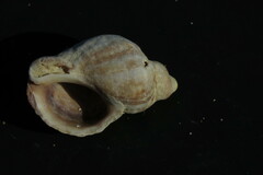 Nucella heyseana