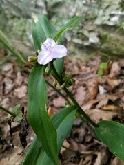 Tradescantia subaspera