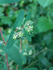 Euphorbia nutans