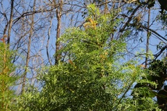 Polyscias sambucifolia