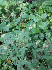 Euphorbia nutans