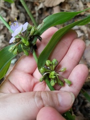 Tradescantia subaspera