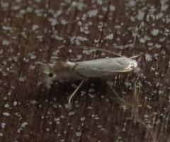 Phyllocnistis vitifoliella