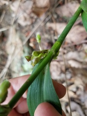 Tradescantia subaspera