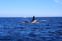 Orcinus orca