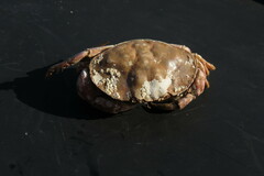 Glebocarcinus amphioetus