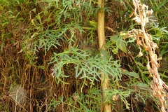 Polyscias sambucifolia