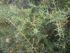 Acacia nyssophylla