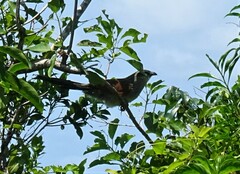 Centropus superciliosus