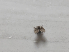 Clogmia albipunctata