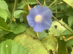 Ipomoea nil
