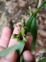 Tradescantia subaspera