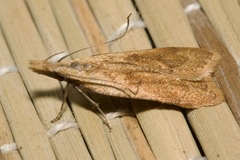 Dichomeris derasella