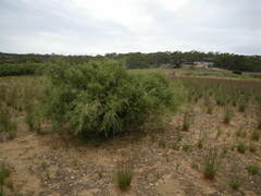 Acacia nyssophylla