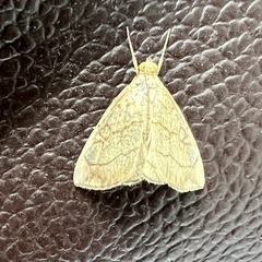 Evergestis pallidata