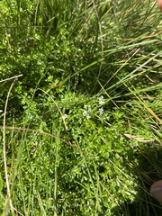 Galium saxatile